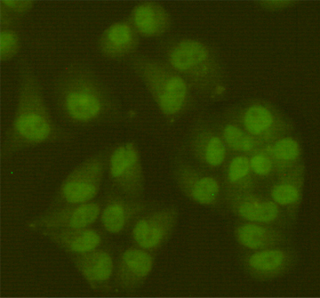 Anti-SIRT6 Mouse mAb [33K17L72]