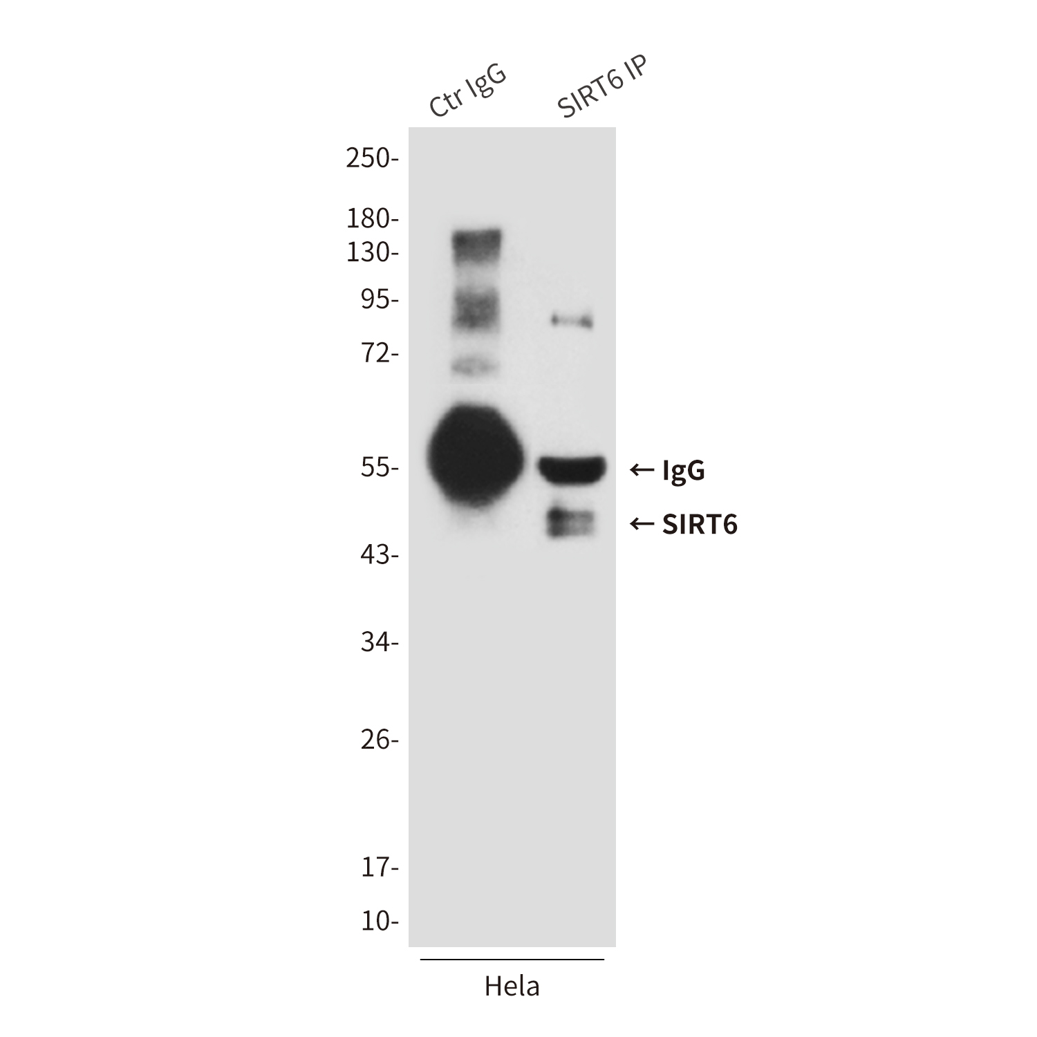 Anti-SIRT6 Mouse mAb [33K17L72]