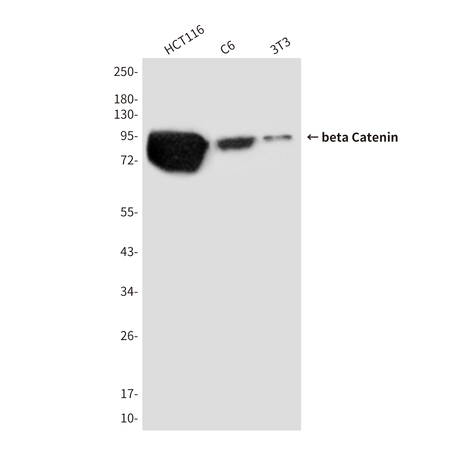 Anti-beta Catenin Mouse mAb [59L39M65]