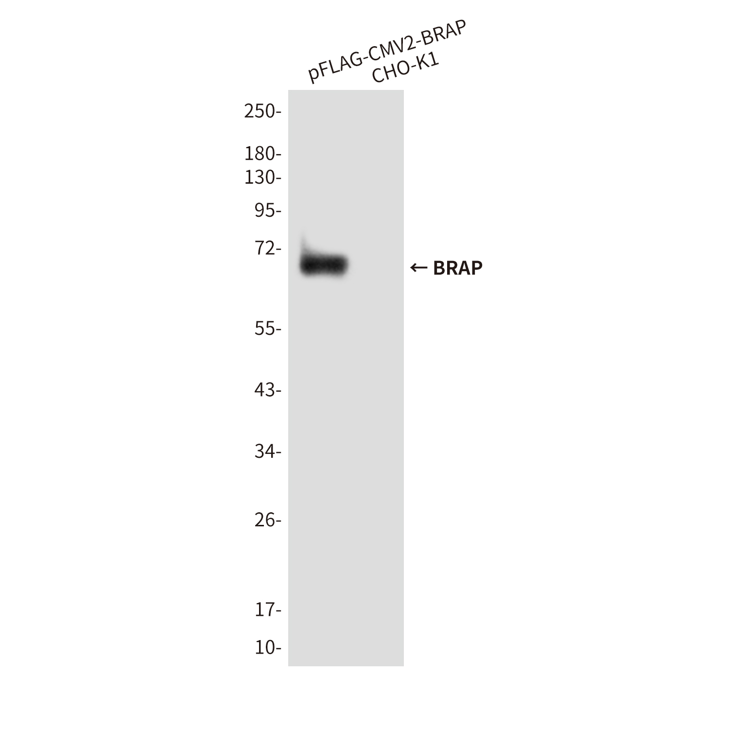 Anti-BRAP Mouse mAb [72L37L66]