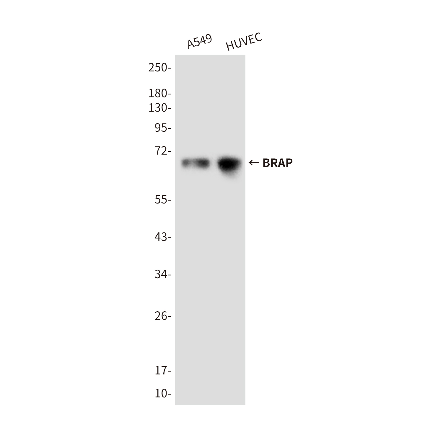 Anti-BRAP Mouse mAb [72L37L66]