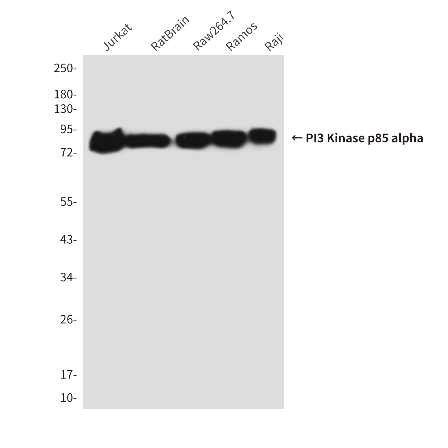 Anti-PI3 Kinase p85 alpha Mouse mAb [31L18M14]
