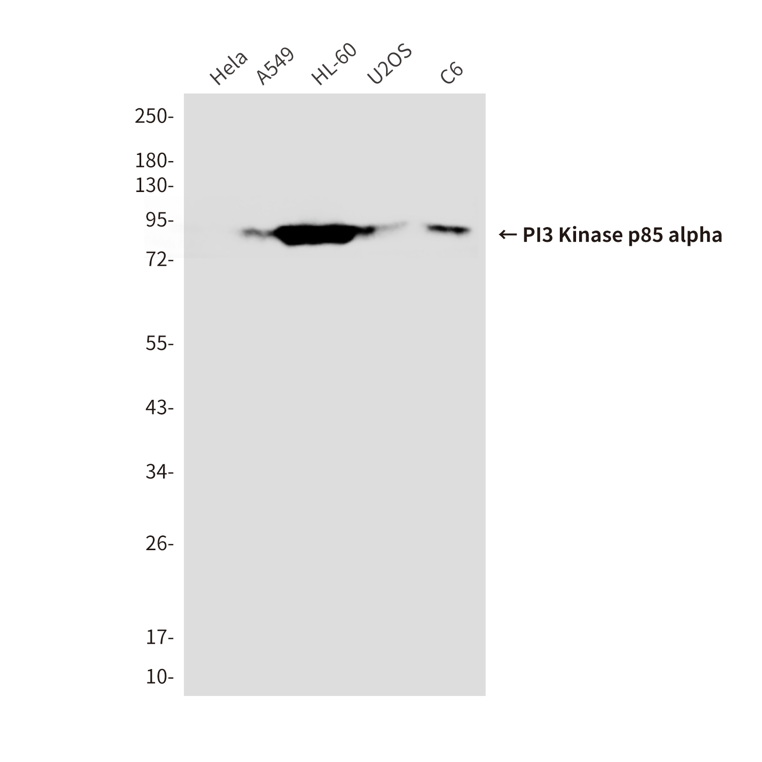 Anti-PI3 Kinase p85 alpha Mouse mAb [31L18M14]