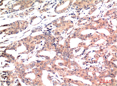 Anti-GSK3 beta Mouse mAb [84M15M73]