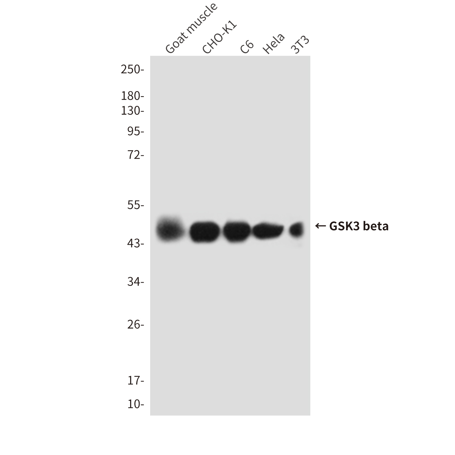 Anti-GSK3 beta Mouse mAb [84M15M73]