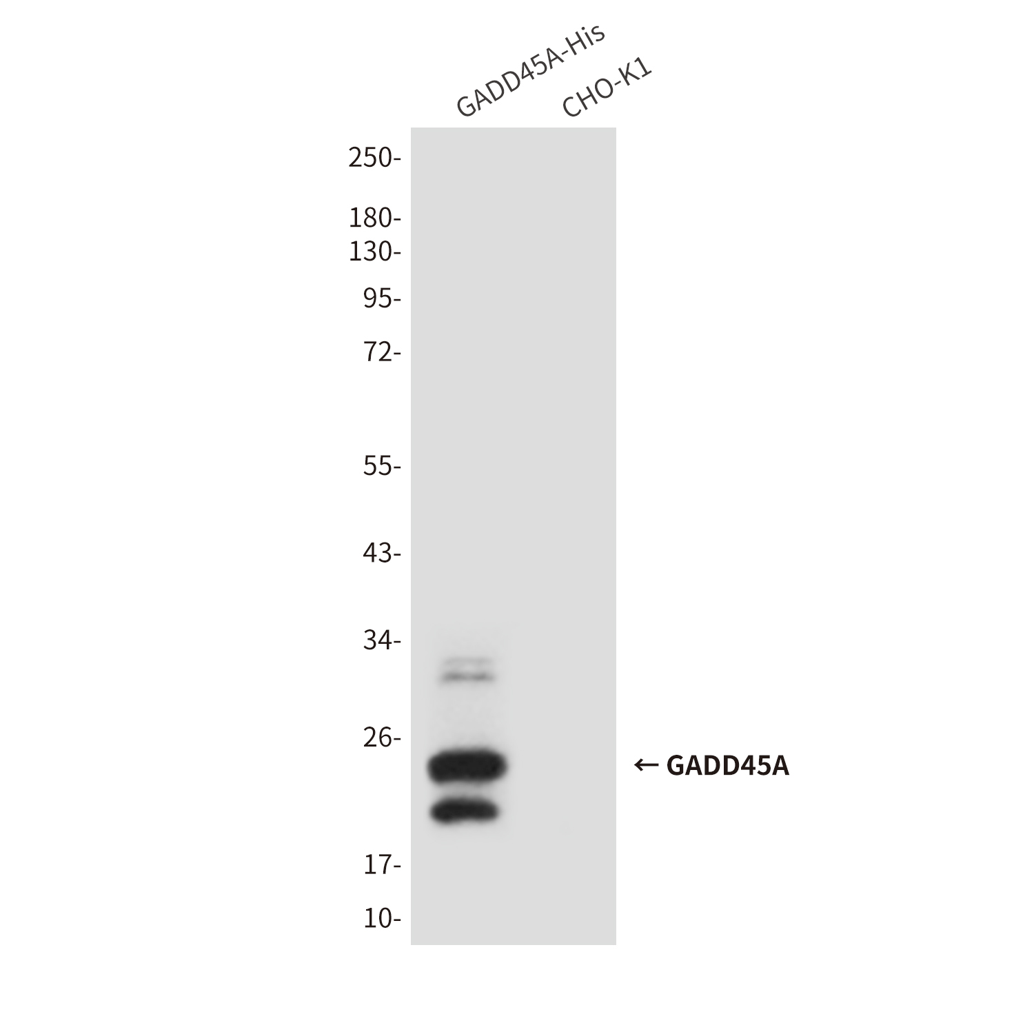 Anti-GADD45A Mouse mAb [55M99K58]