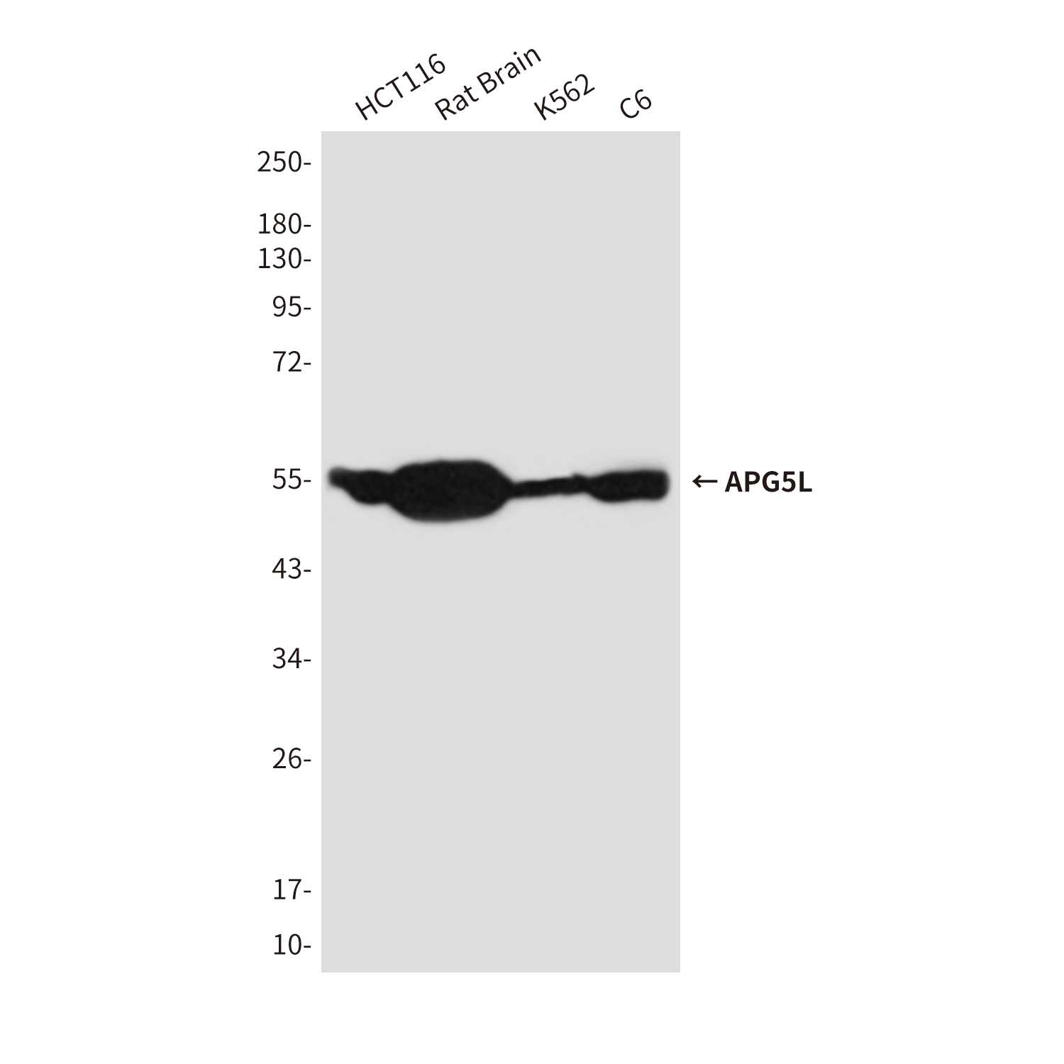 Anti-APG5L Mouse mAb [48K51M80]
