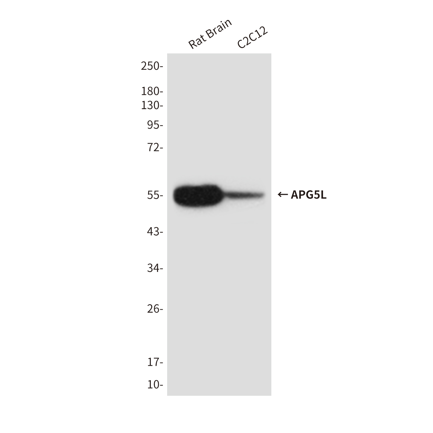 Anti-APG5L Mouse mAb [48K51M80]