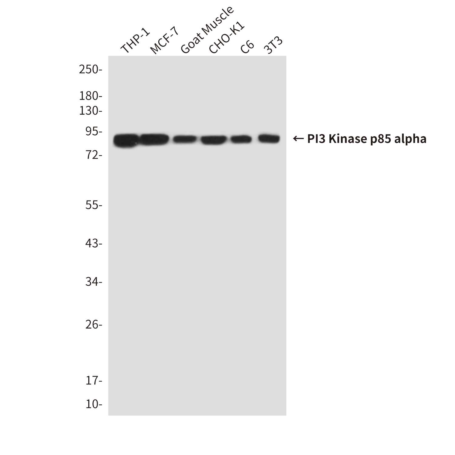 Anti-PI3 Kinase p85 alpha Mouse mAb [35L23K27]