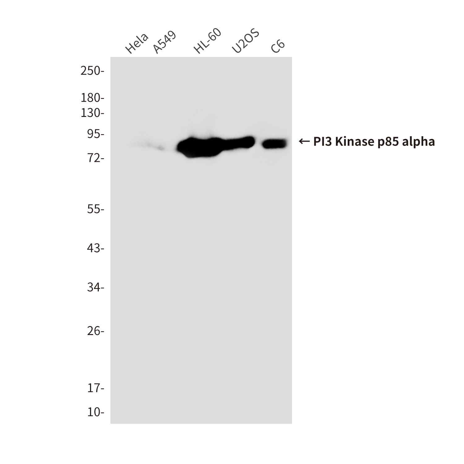 Anti-PI3 Kinase p85 alpha Mouse mAb [35L23K27]