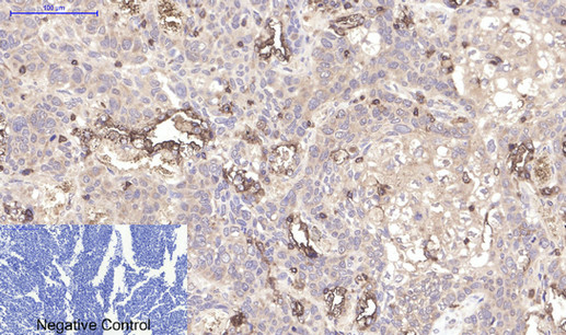 Anti-CD45 Mouse mAb [73K93K13]