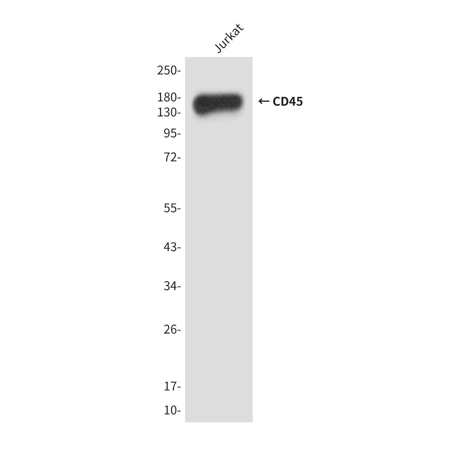 Anti-CD45 Mouse mAb [73K93K13]