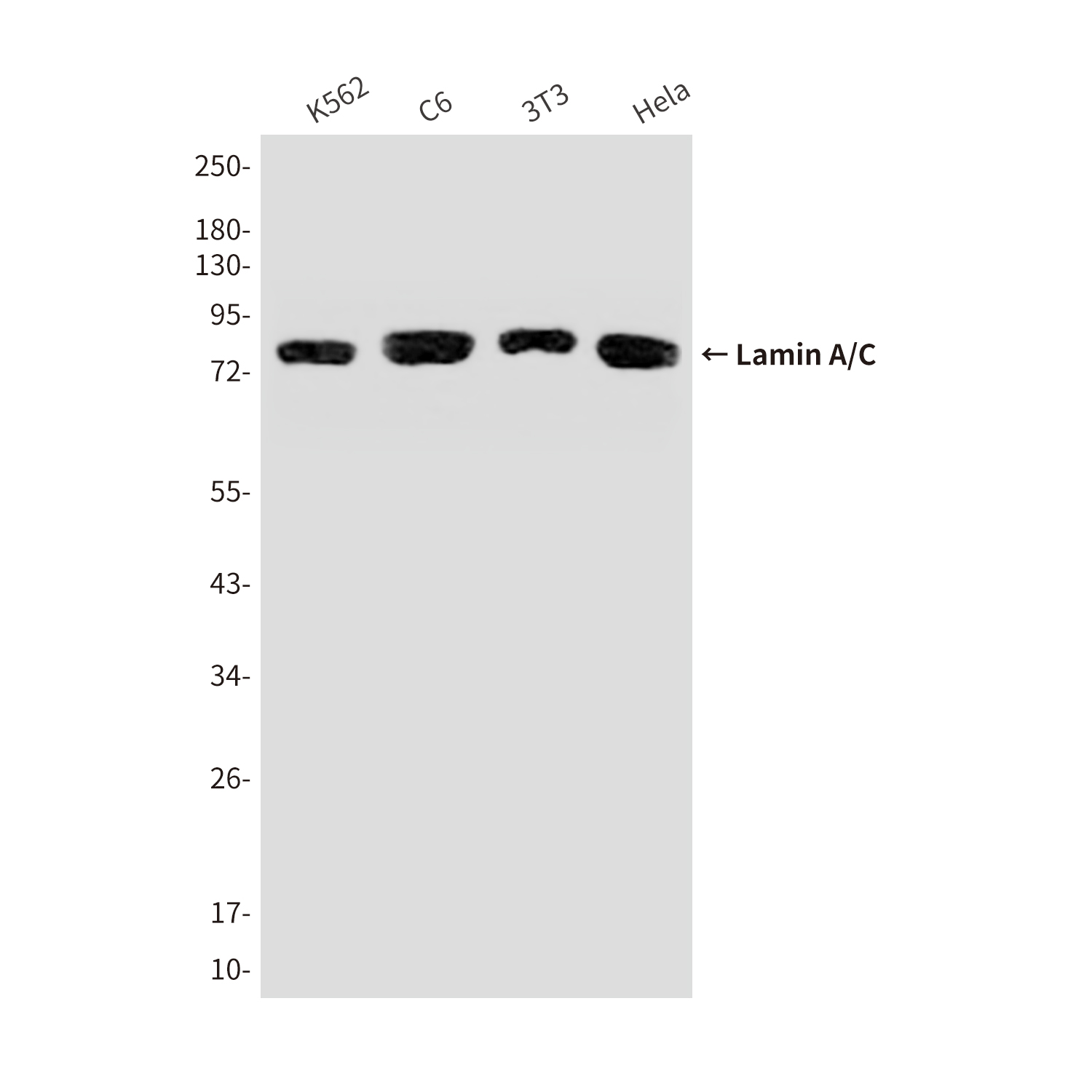Anti-Lamin A/C Mouse mAb [50K77M13]