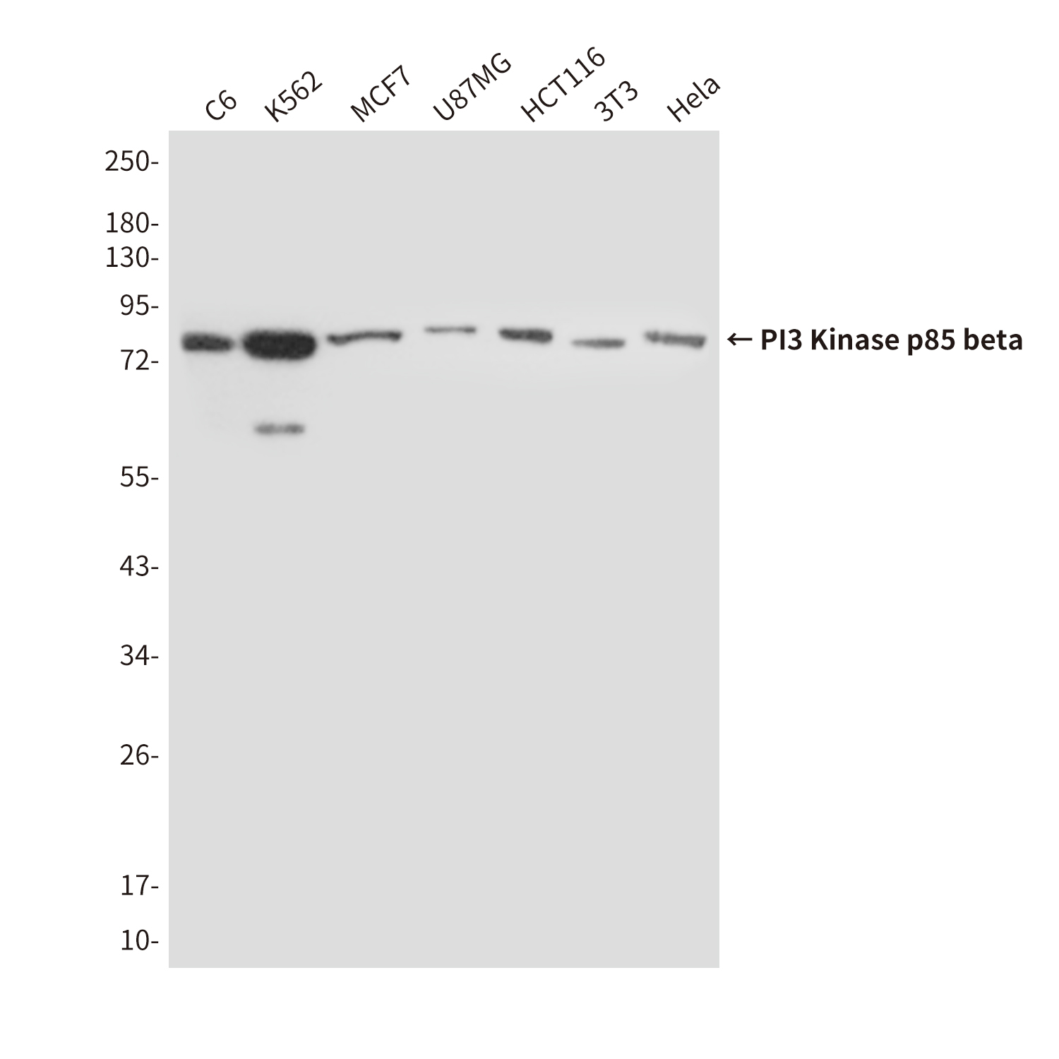 Anti-PI3 Kinase p85 beta Mouse mAb [96M39L54]