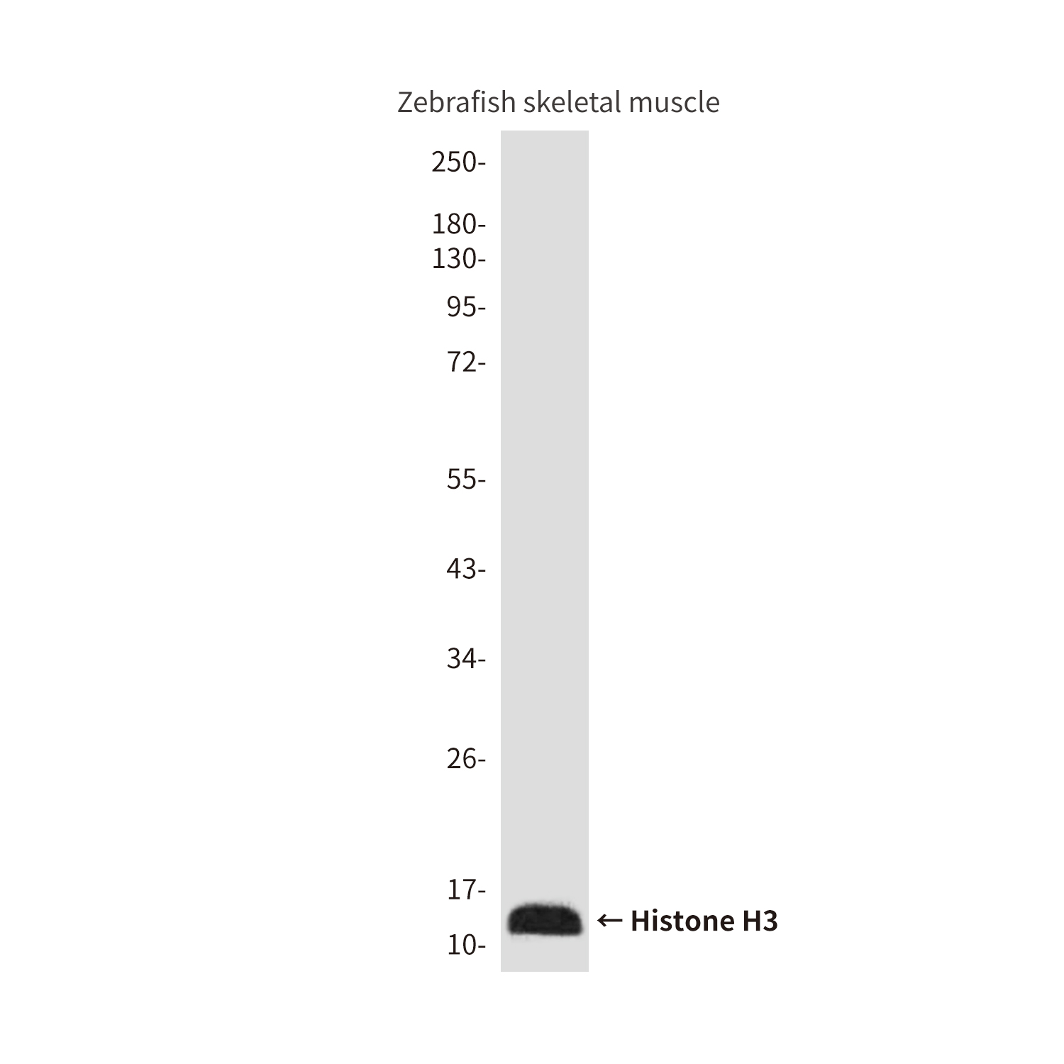 Anti-Histone H3 (Zebrafish Specific) Mouse mAb [50K22M80]
