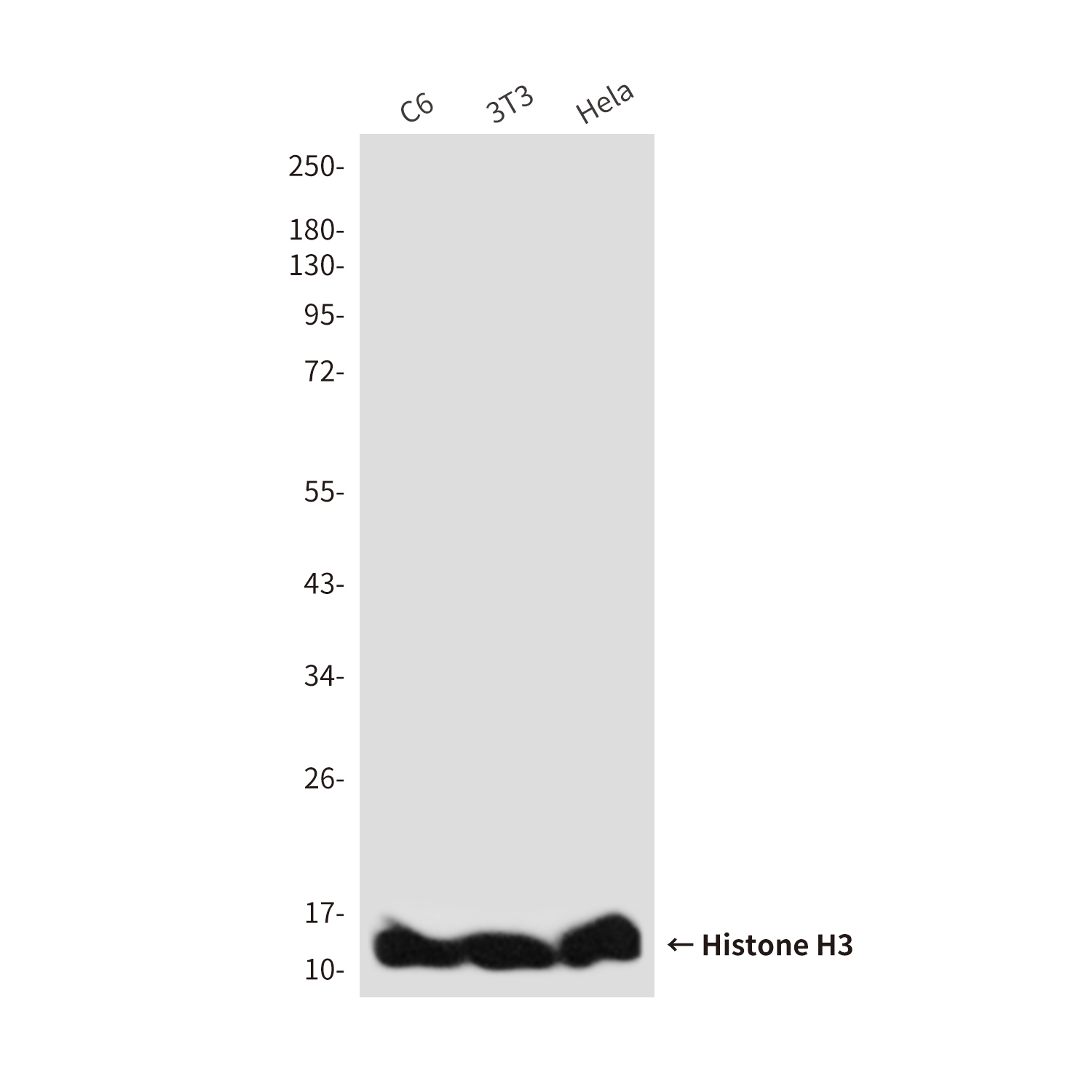 Anti-Histone H3 (Zebrafish Specific) Mouse mAb [50K22M80]