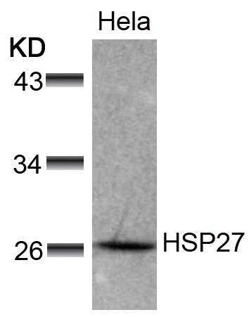 Anti-Hsp27 Rabbit pAb