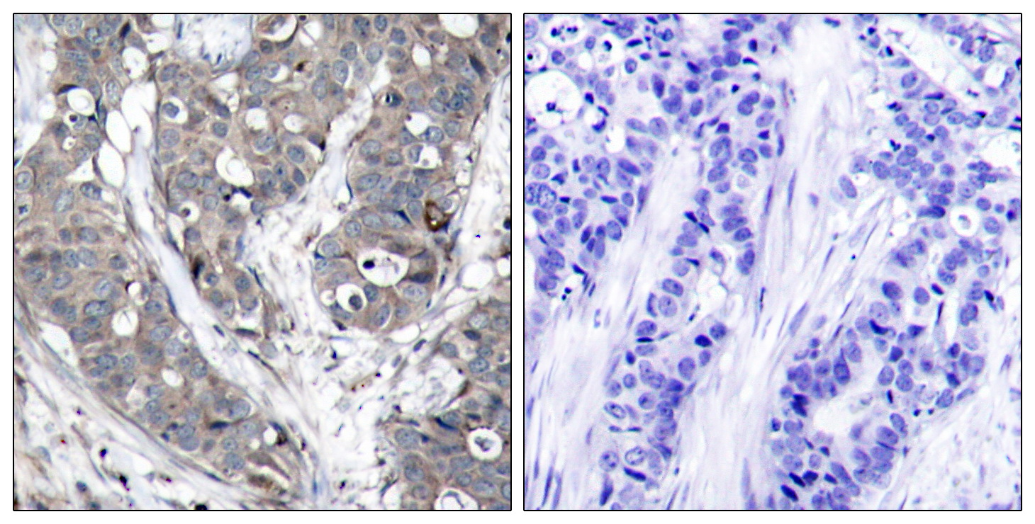 Anti-Hsp27 Rabbit pAb