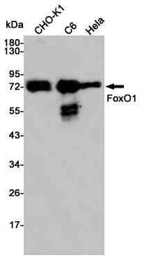 Anti-FOXO1 Rabbit pAb