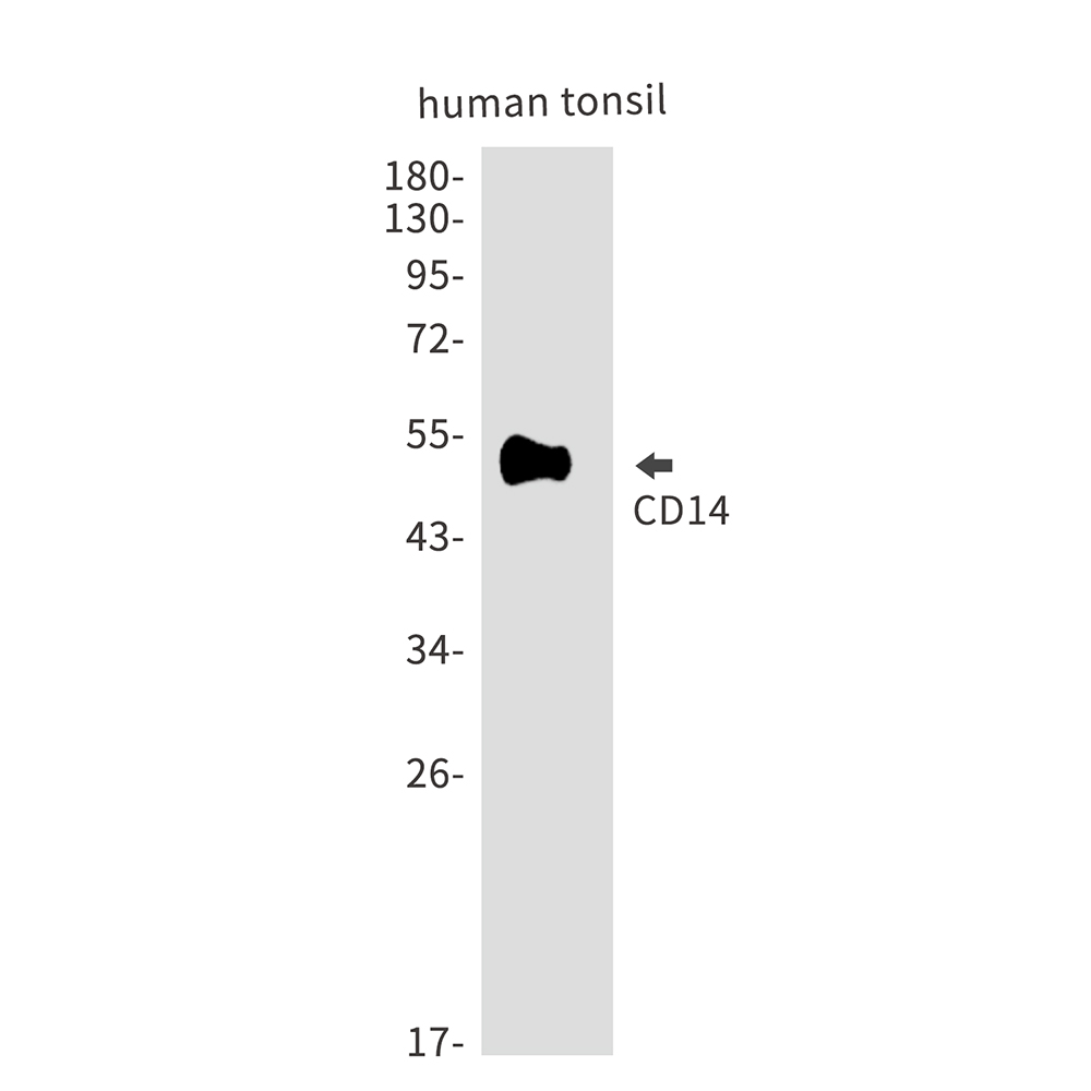Anti-CD14 Rabbit pAb