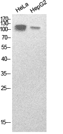 Anti-SREBP1 Rabbit pAb