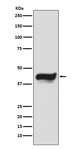 Anti-IKB epsilon Rabbit pAb