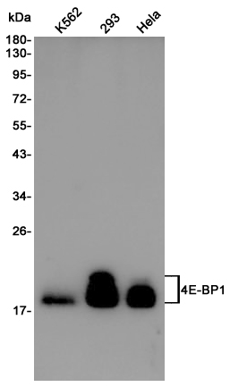 Anti-4E-BP1 Rabbit pAb