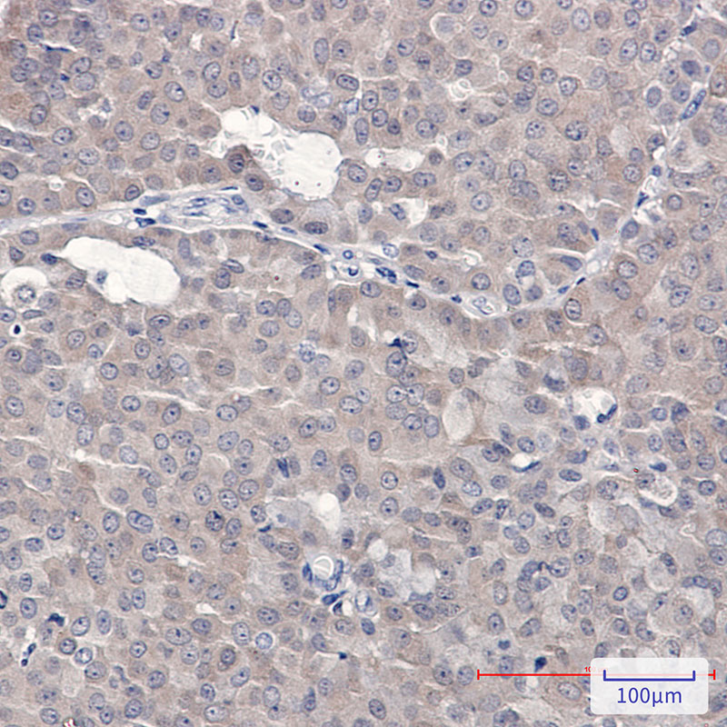 Anti-4E-BP1 Rabbit pAb
