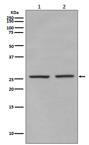 Anti-Phospho-eIF4E (Ser209) Rabbit pAb