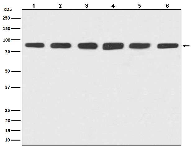 Anti-Hsp90 alpha/beta Rabbit pAb