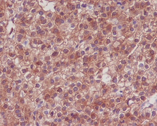 Anti-Hsp90 alpha/beta Rabbit pAb
