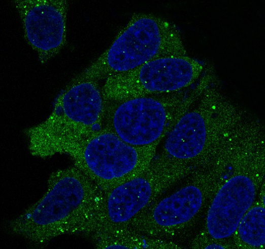 Anti-Hsp90 alpha/beta Rabbit pAb