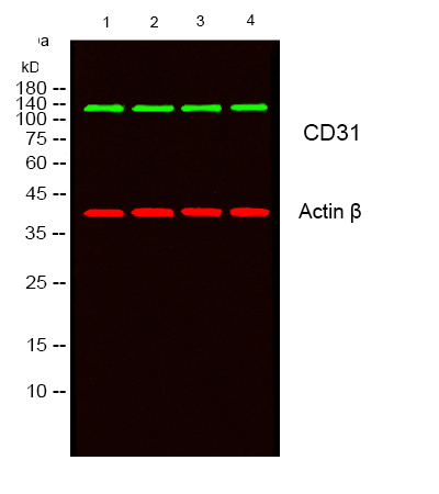 Anti-CD31 Rabbit pAb