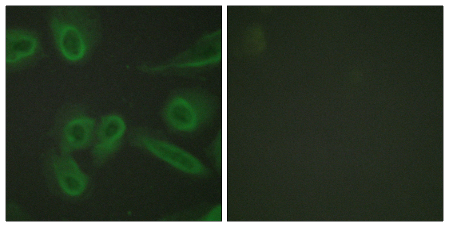 Anti-CD31 Rabbit pAb