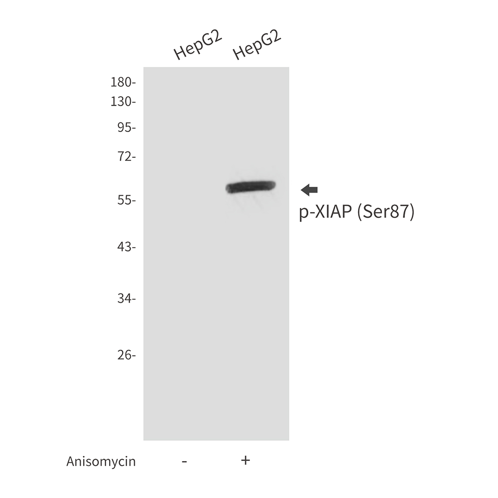 Anti-Phospho-XIAP (Ser87) Rabbit pAb