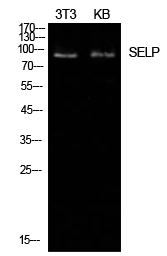Anti-CD62P Rabbit pAb