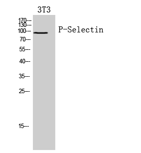 Anti-CD62P Rabbit pAb