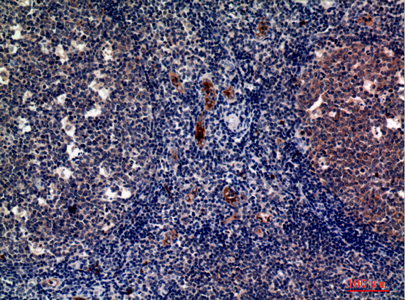 Anti-CD62P Rabbit pAb