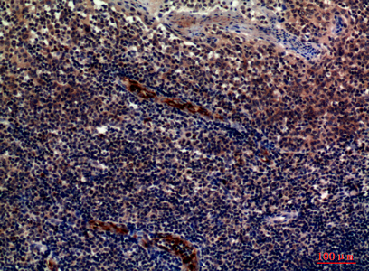 Anti-CD62P Rabbit pAb