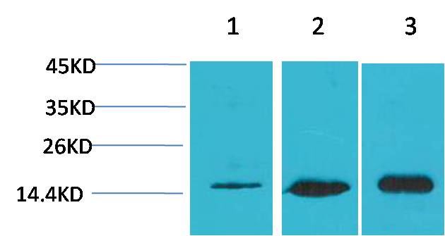 Anti-LC3B Rabbit pAb