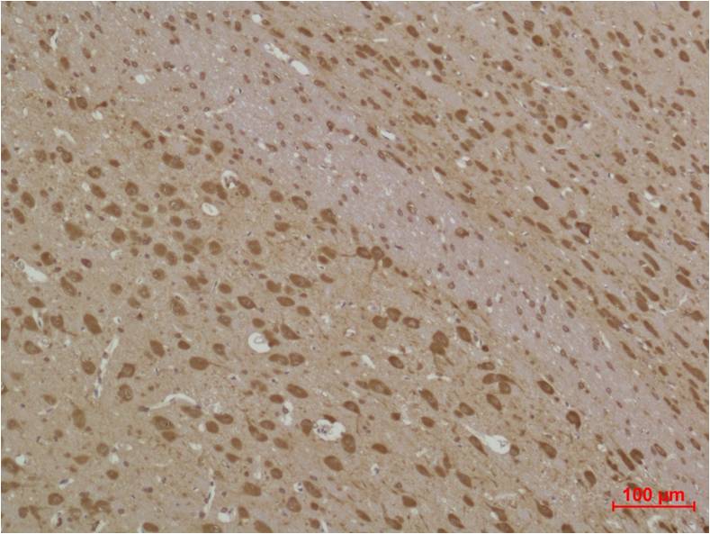 Anti-LC3B Rabbit pAb