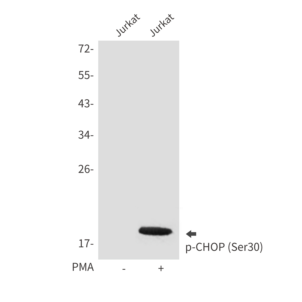 Anti-Phospho-DDIT3 (Ser30) Rabbit pAb