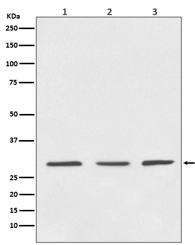 Anti-14-3-3 Rabbit pAb
