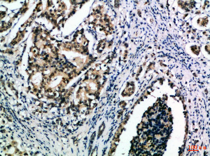 Anti-IL-15 Rabbit pAb