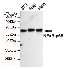 Anti-NF-KB p65 Rabbit pAb