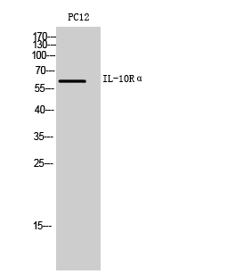 Anti-IL-10 Receptor alpha Rabbit pAb