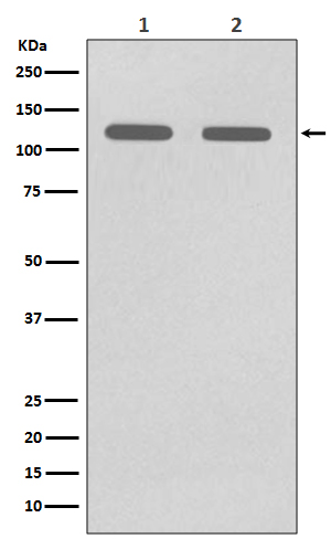 Anti-CD146 Rabbit pAb