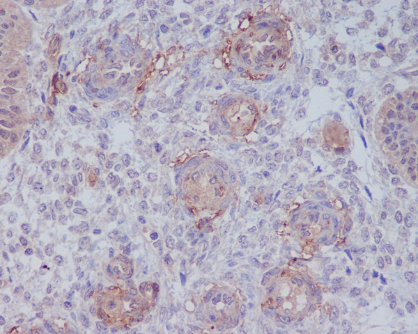 Anti-CD146 Rabbit pAb