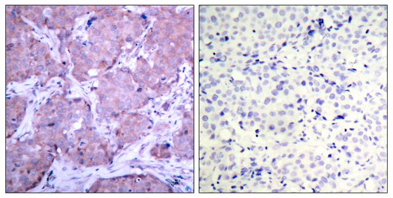 Anti-Phospho-PTEN (Ser380) Rabbit pAb