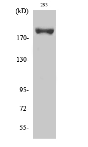 Anti-Phospho-IRS1 (Ser639) Rabbit pAb